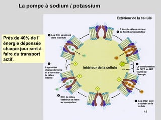 44
La pompe à sodium / potassium
Près de 40% de l’
énergie dépensée
chaque jour sert à
faire du transport
actif.
 
