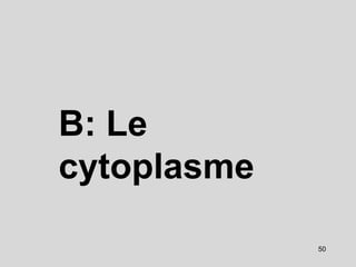 B: Le
cytoplasme
50
 