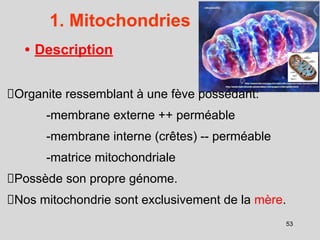 1. Mitochondries
• Description
Organite ressemblant à une fève possédant:
-membrane externe ++ perméable
-membrane interne (crêtes) -- perméable
-matrice mitochondriale
Possède son propre génome.
Nos mitochondrie sont exclusivement de la mère.
53
 