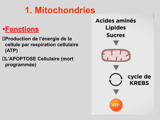 1. Mitochondries
•Fonctions
Production de l’énergie de la
cellule par respiration cellulaire
(ATP)
L’APOPTOSE Cellulaire (mort
programmée)
55
 