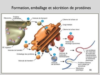 Formation, emballage et sécrétion de protéines
66
 