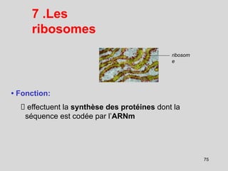 7 .Les
ribosomes
ribosom
e
• Fonction:
effectuent la synthèse des protéines dont la
séquence est codée par l’ARNm
75
 