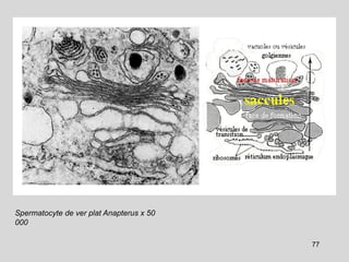 Spermatocyte de ver plat Anapterus x 50
000
77
 