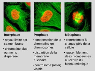 Interphase
• noyau limité par
sa membrane
• chromatine plus
ou moins
dispersée
Prophase
• condensation de la
chromatine en
chromosomes
• disparition de la
membrane
nucléaire
• centrosome (aster)
visible
Métaphase
• centrosomes à
chaque pôle de la
cellule
• rassemblement
des chromosomes
au centre du
fuseau mitotique
 