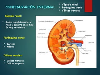 2_Anatomofisiologia Renal - Dr Jorge Barreto.pptx