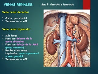 2_Anatomofisiologia Renal - Dr Jorge Barreto.pptx