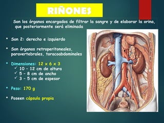 2_Anatomofisiologia Renal - Dr Jorge Barreto.pptx