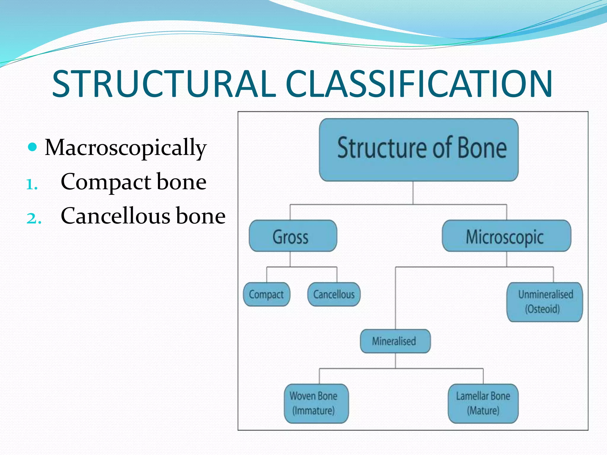 Anatomy of Bone and Cartilage | PPT