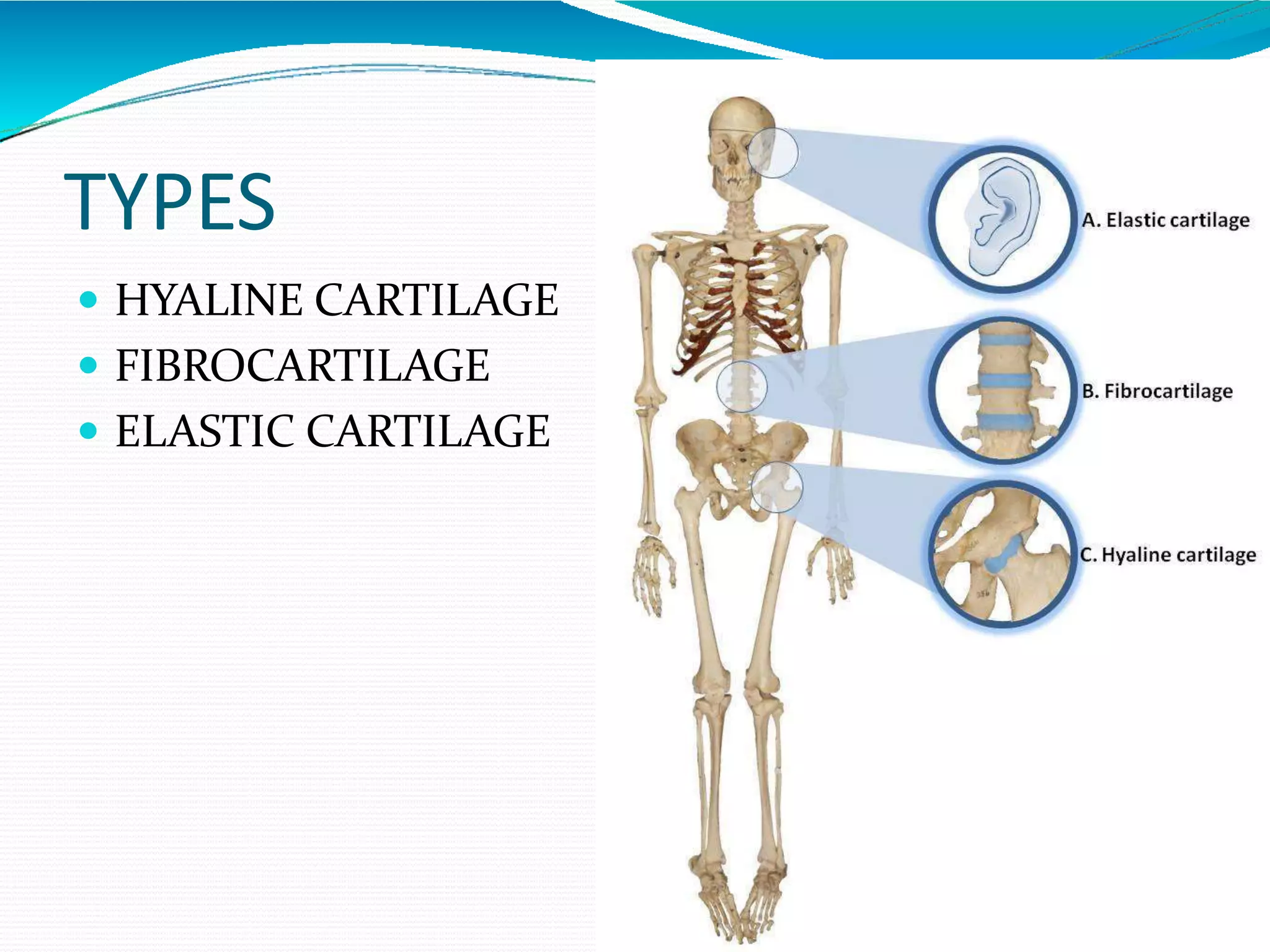 Anatomy of Bone and Cartilage | PPT
