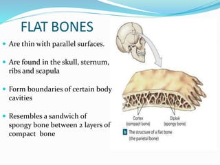 Anatomy of Bone and Cartilage | PPT
