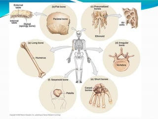 Anatomy of Bone and Cartilage | PPT