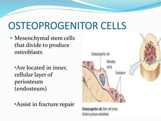 Anatomy of Bone and Cartilage | PPT