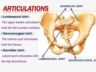 2 anatomy of ls coccyx and sacrum | PPTX
