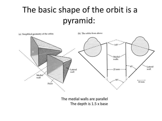 Anatomy of orbit and its clinical applications. | PPTX