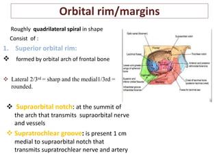 Anatomy of orbit and its clinical applications. | PPTX