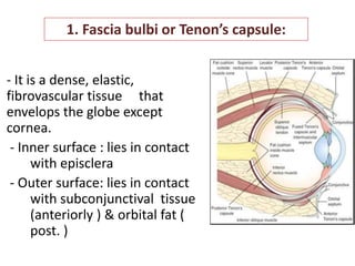 Anatomy of orbit and its clinical applications. | PPTX
