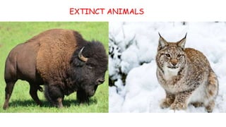 EXTINCT ANIMALS
 