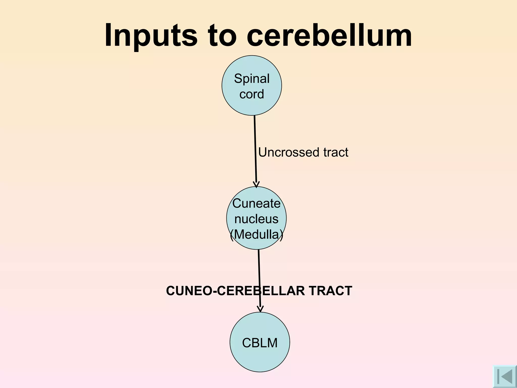 Inputs to cerebellum CUNEO-CEREBELLAR TRACT Uncrossed tract CBLM Cuneate nucleus (Medulla) Spinal cord 