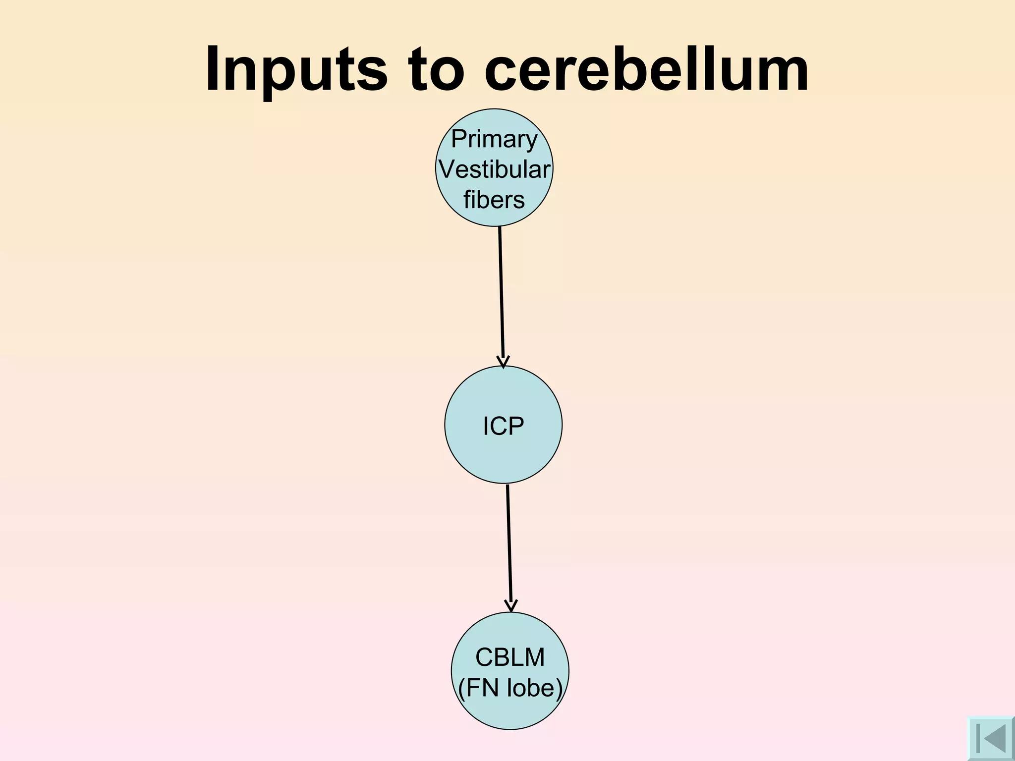 Inputs to cerebellum CBLM (FN lobe) ICP Primary Vestibular fibers 