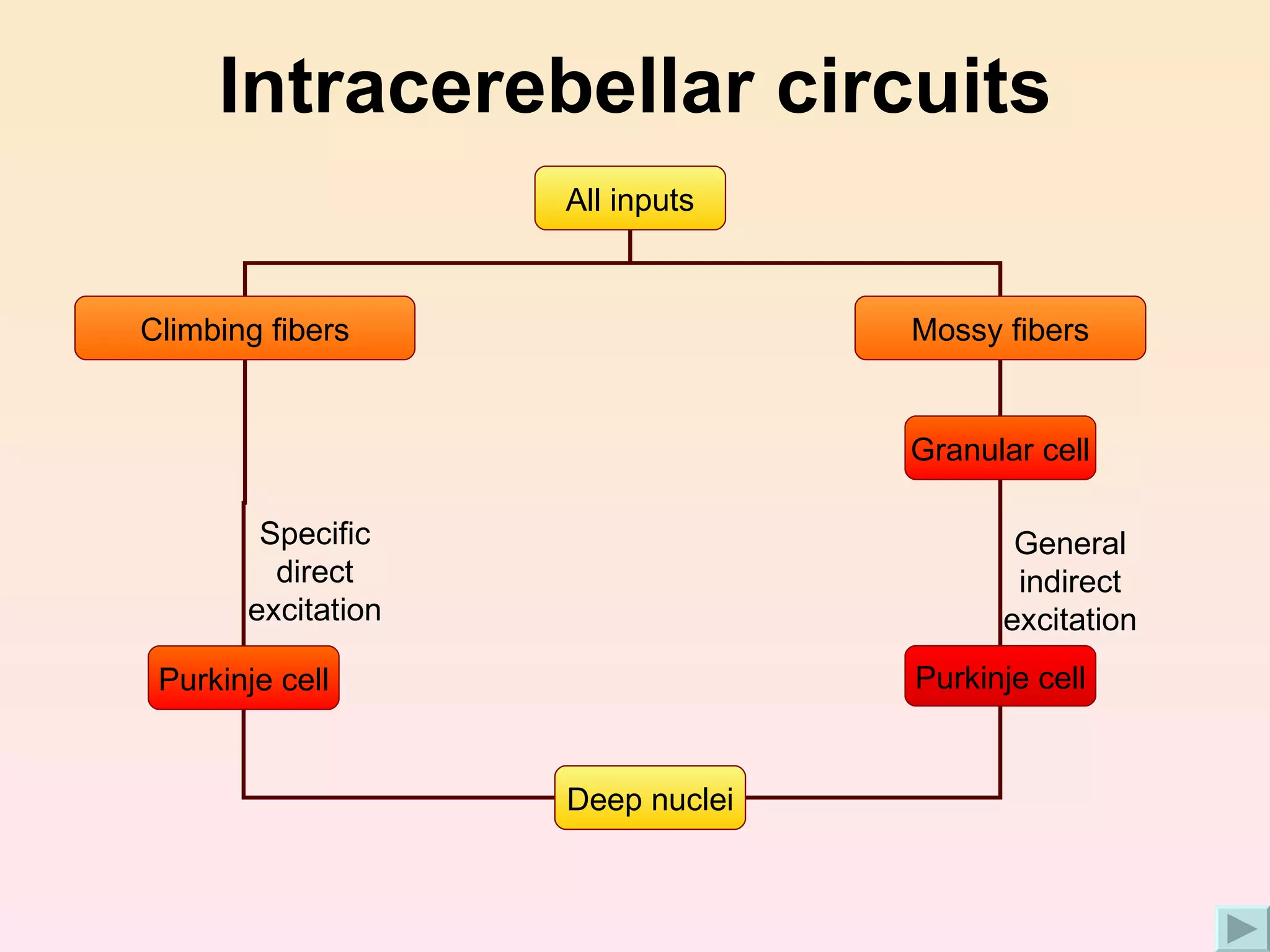 Intracerebellar circuits Specific direct excitation General indirect excitation All inputs Mossy fibers Climbing fibers Purkinje cell Granular cell Purkinje cell Deep nuclei Deep nuclei 