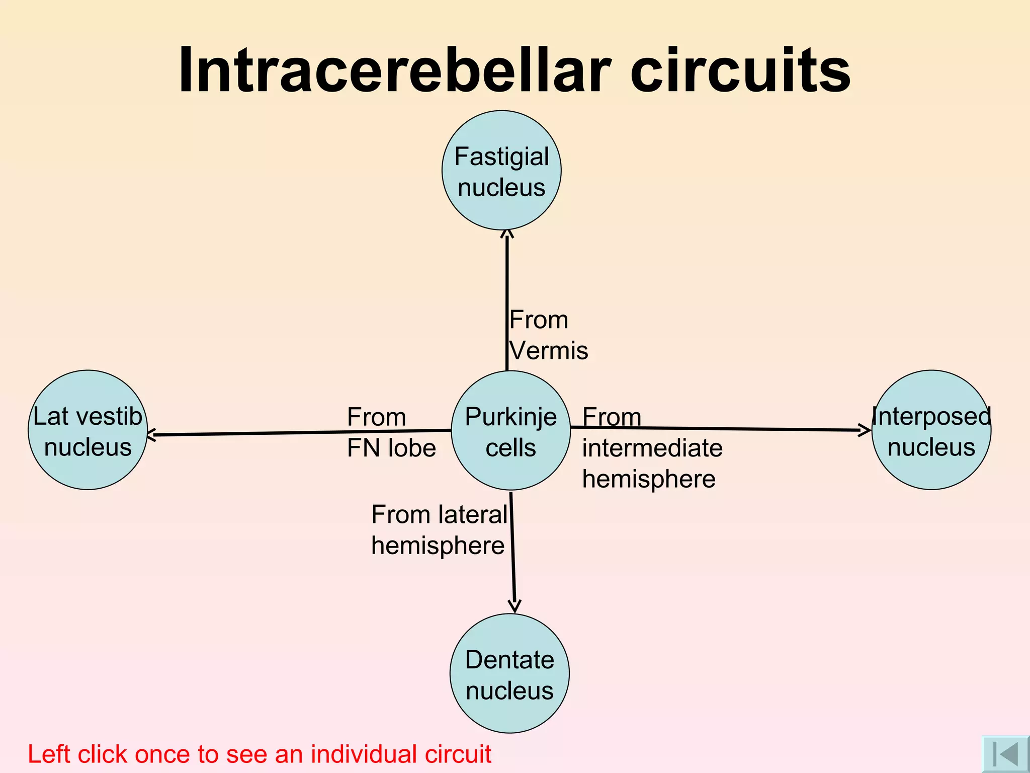 Intracerebellar circuits From Vermis From intermediate hemisphere From lateral hemisphere From FN lobe Left click once to see an individual circuit Lat vestib nucleus Dentate nucleus Interposed nucleus Fastigial nucleus Purkinje cells 
