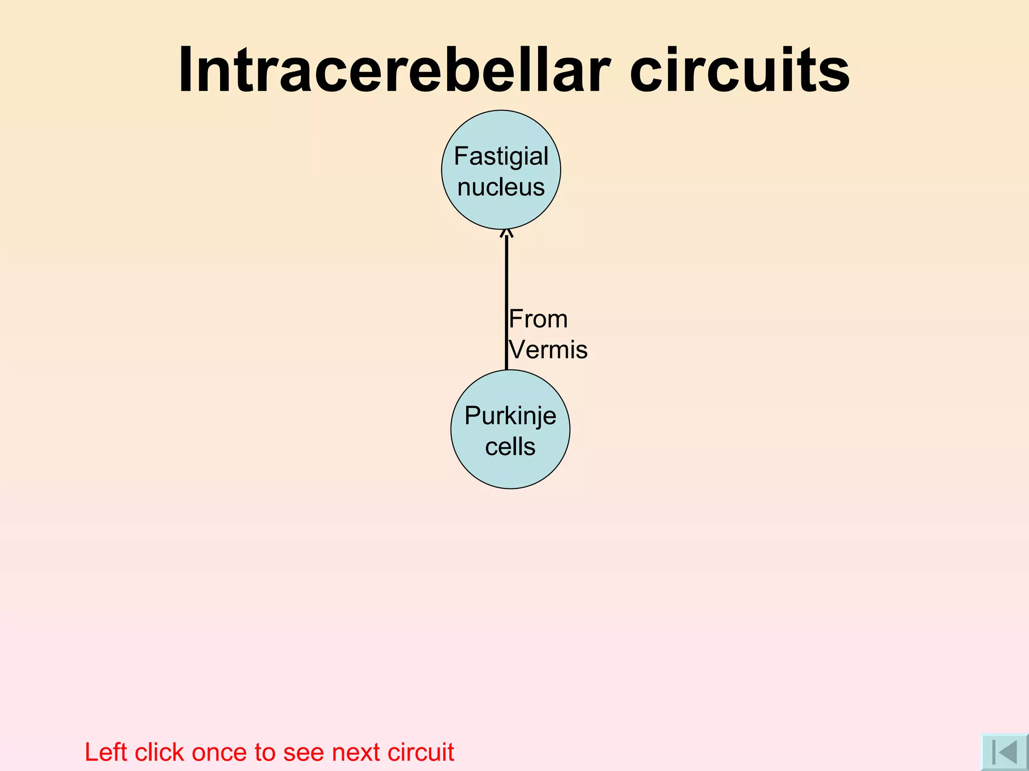 Intracerebellar circuits From Vermis Left click once to see next circuit Fastigial nucleus Purkinje cells 
