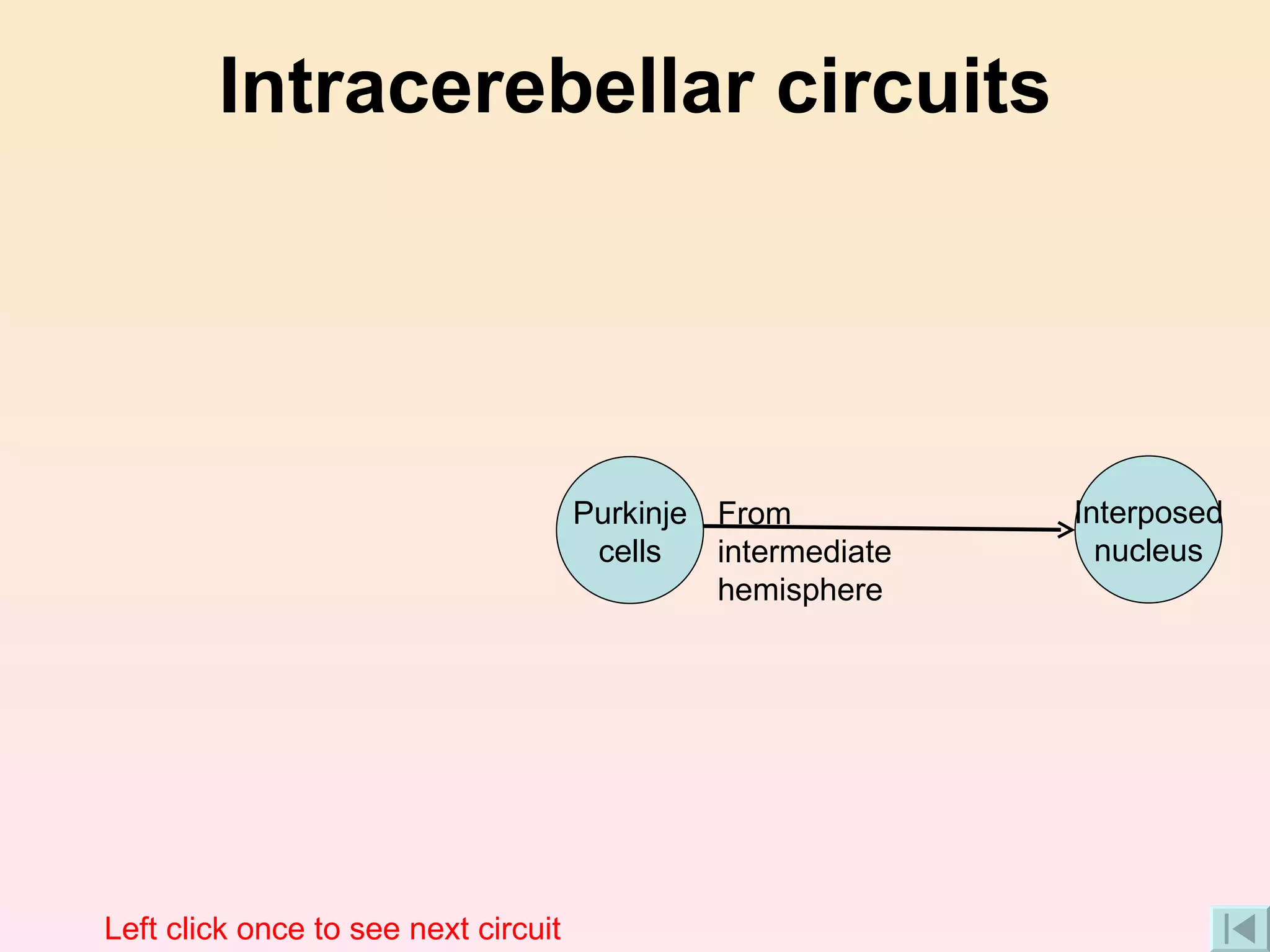 Intracerebellar circuits From intermediate hemisphere Left click once to see next circuit Interposed nucleus Purkinje cells 