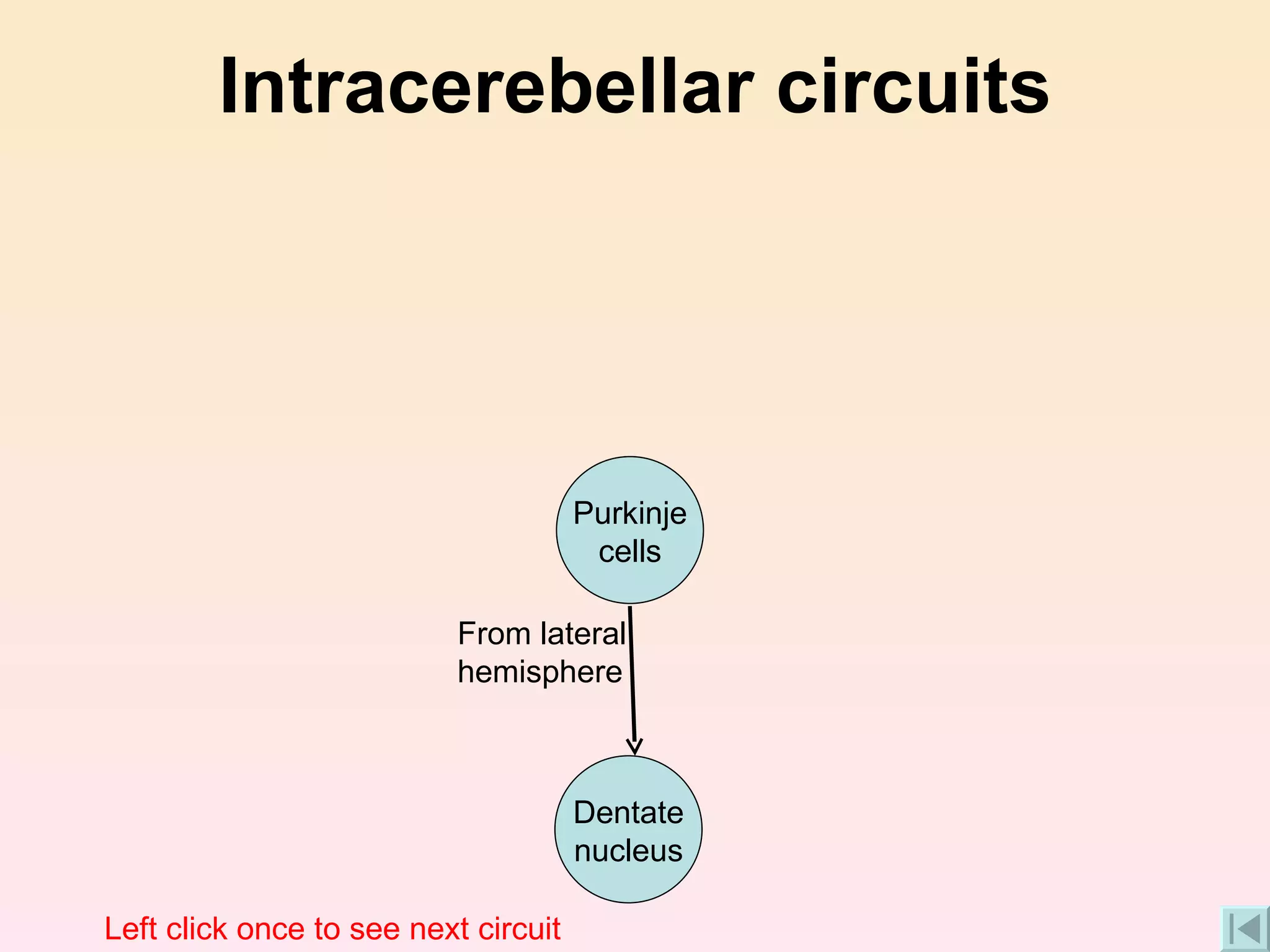 Intracerebellar circuits From lateral hemisphere Left click once to see next circuit Dentate nucleus Purkinje cells 