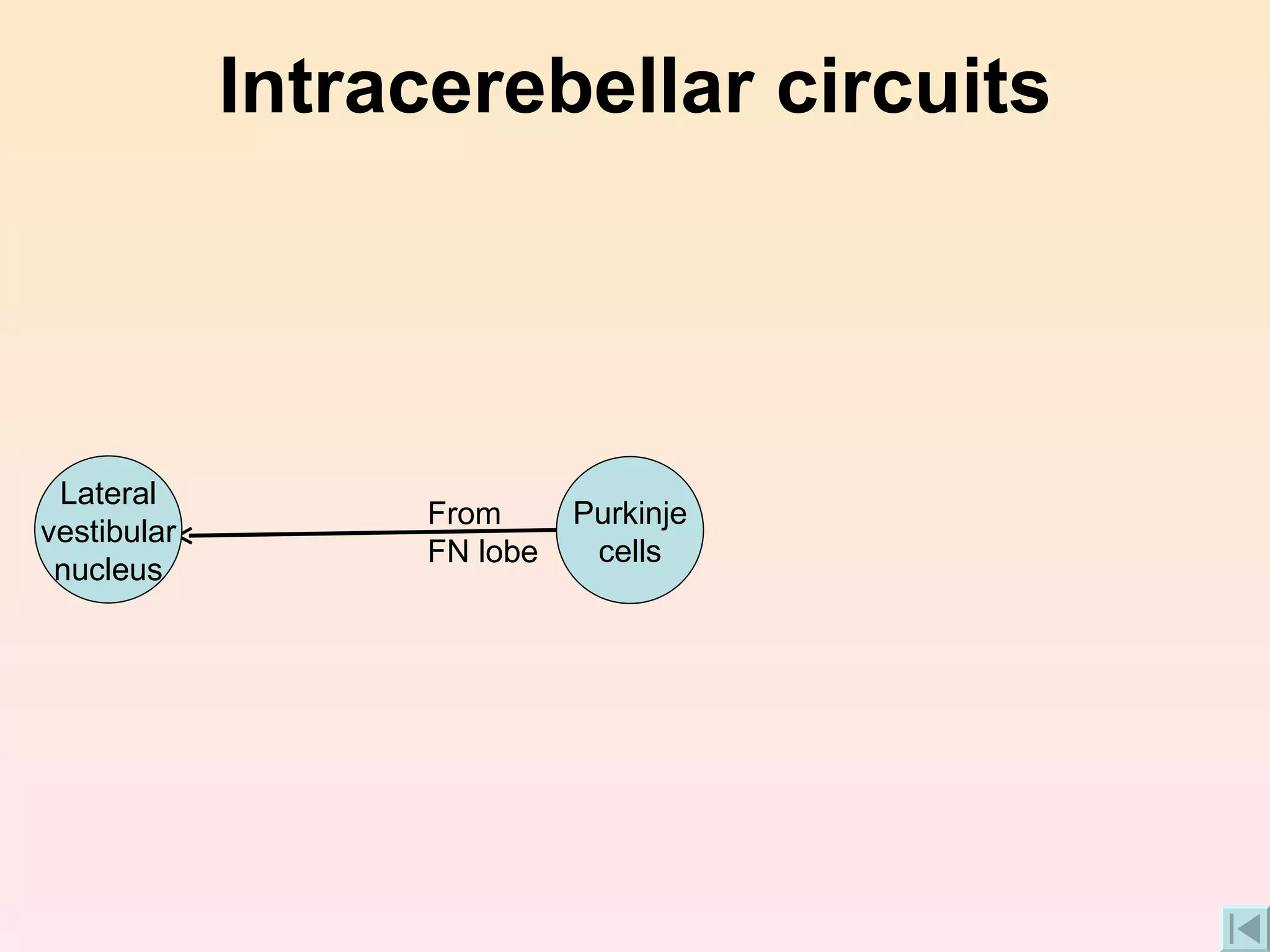 Intracerebellar circuits From FN lobe Lateral vestibular nucleus Purkinje cells 
