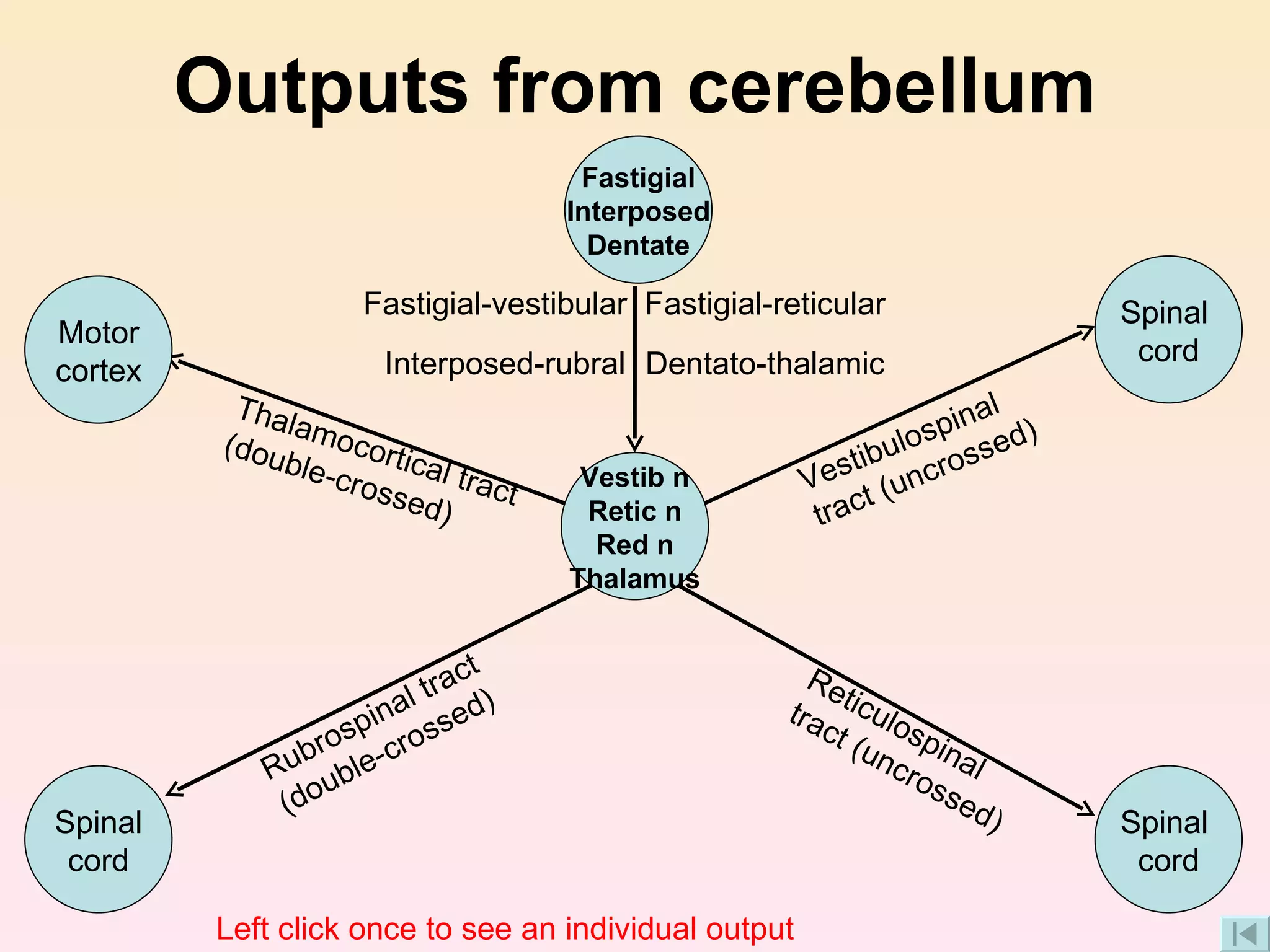 Outputs from cerebellum Vestibulospinal tract (uncrossed) Reticulospinal tract (uncrossed) Rubrospinal tract (double-crossed) Thalamocortical tract (double-crossed) Fastigial-vestibular Fastigial-reticular Interposed-rubral Dentato-thalamic Left click once to see an individual output Motor cortex Spinal cord Spinal  cord Spinal  cord Fastigial Interposed Dentate Vestib n Retic n Red n Thalamus 