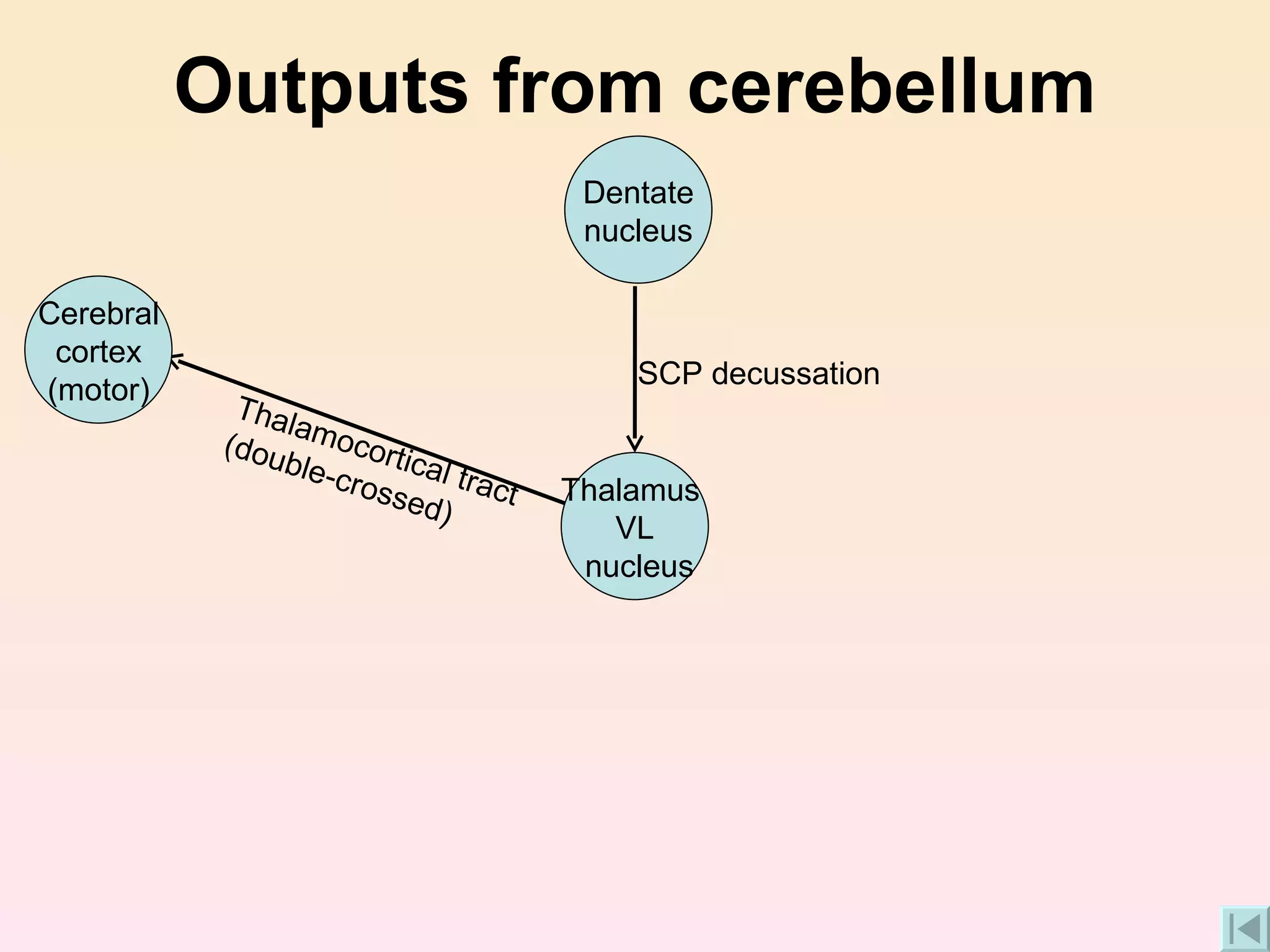 Outputs from cerebellum SCP decussation Thalamocortical tract (double-crossed) Cerebral cortex (motor) Dentate nucleus Thalamus  VL nucleus 