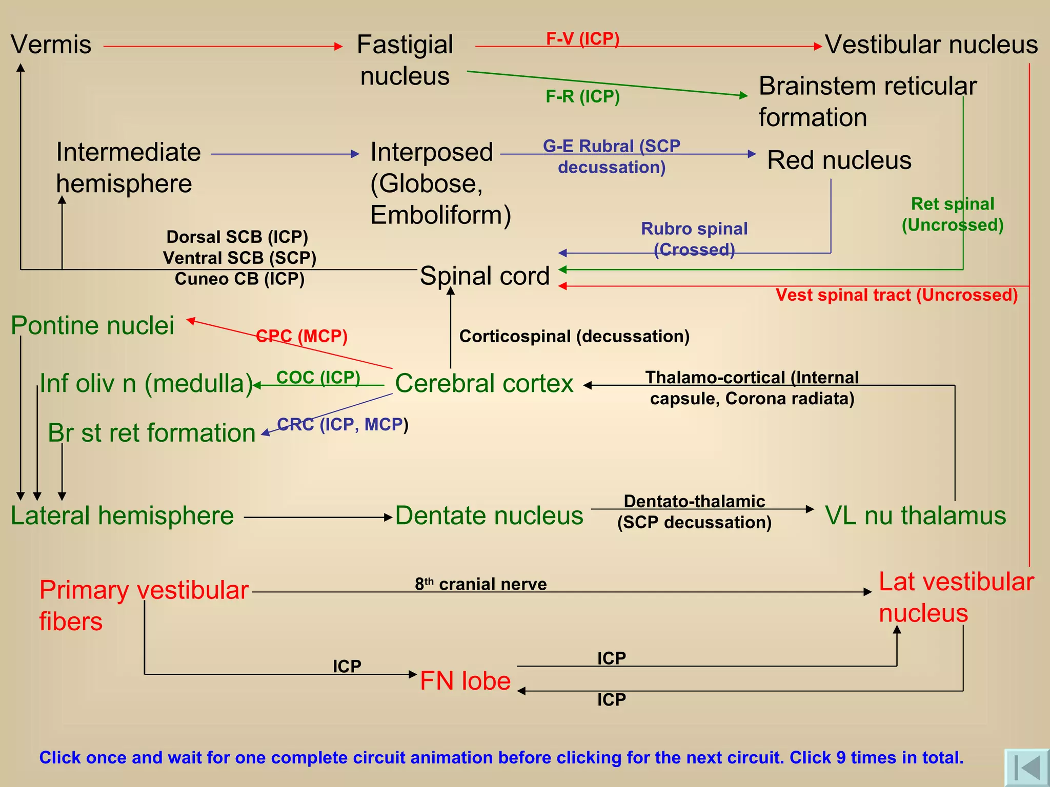 Spinal cord Cerebral cortex Primary vestibular fibers Vermis Intermediate hemisphere Lateral hemisphere FN lobe Fastigial nucleus Interposed (Globose, Emboliform) Dentate nucleus Lat vestibular nucleus Vestibular nucleus Brainstem reticular formation Red nucleus VL nu thalamus Pontine nuclei Inf oliv n (medulla) Br st ret formation F-V (ICP) F-R (ICP) Vest spinal tract (Uncrossed) Ret spinal (Uncrossed) G-E Rubral (SCP decussation) Rubro spinal (Crossed) Dorsal SCB (ICP)  Ventral SCB (SCP) Cuneo CB (ICP) CPC (MCP) COC (ICP) CRC (ICP, MCP ) Dentato-thalamic (SCP decussation) Thalamo-cortical (Internal capsule, Corona radiata) ICP ICP ICP Corticospinal (decussation) 8 th  cranial nerve  Click once and wait for one complete circuit animation before clicking for the next circuit. Click 9 times in total. 