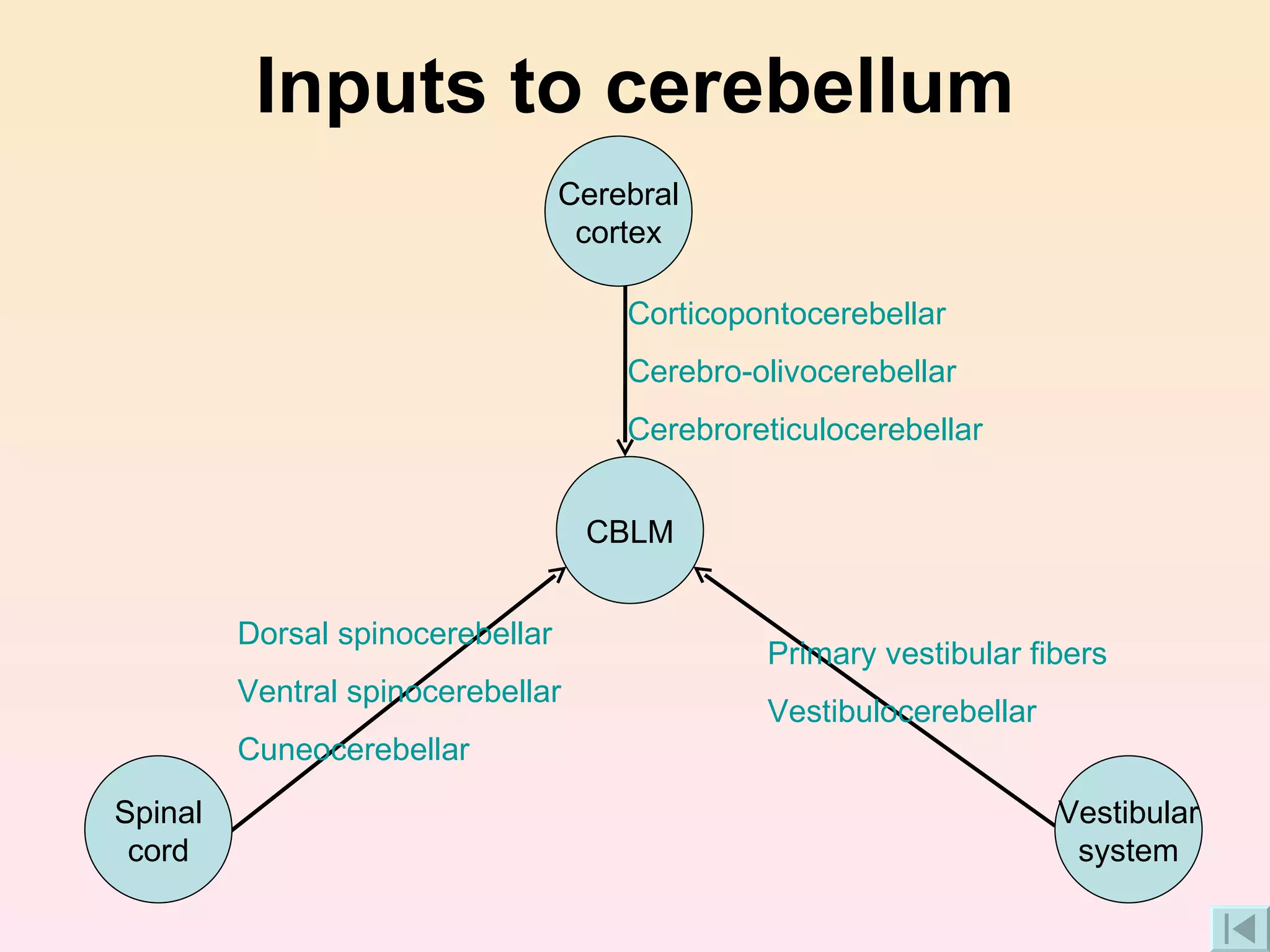 Inputs to cerebellum Corticopontocerebellar Cerebro-olivocerebellar Cerebroreticulocerebellar Dorsal  spinocerebellar Ventral  spinocerebellar Cuneocerebellar Primary vestibular fibers Vestibulocerebellar Spinal cord Vestibular system Cerebral cortex CBLM 