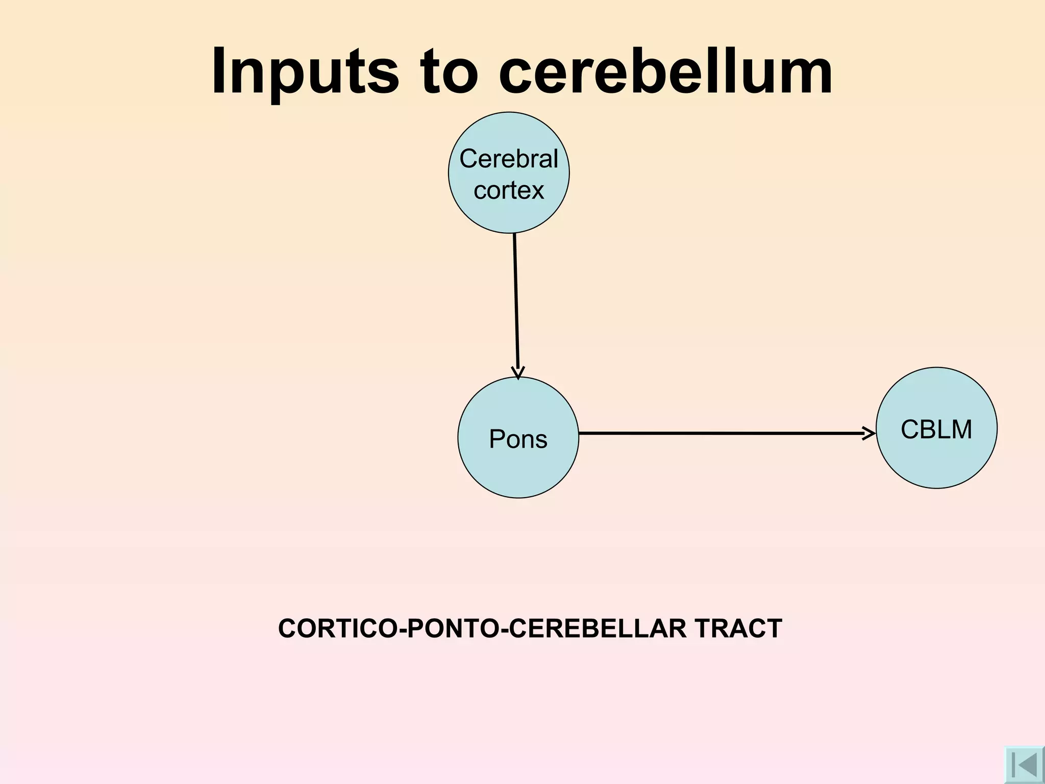 Inputs to cerebellum CORTICO-PONTO-CEREBELLAR TRACT CBLM Pons Cerebral cortex 
