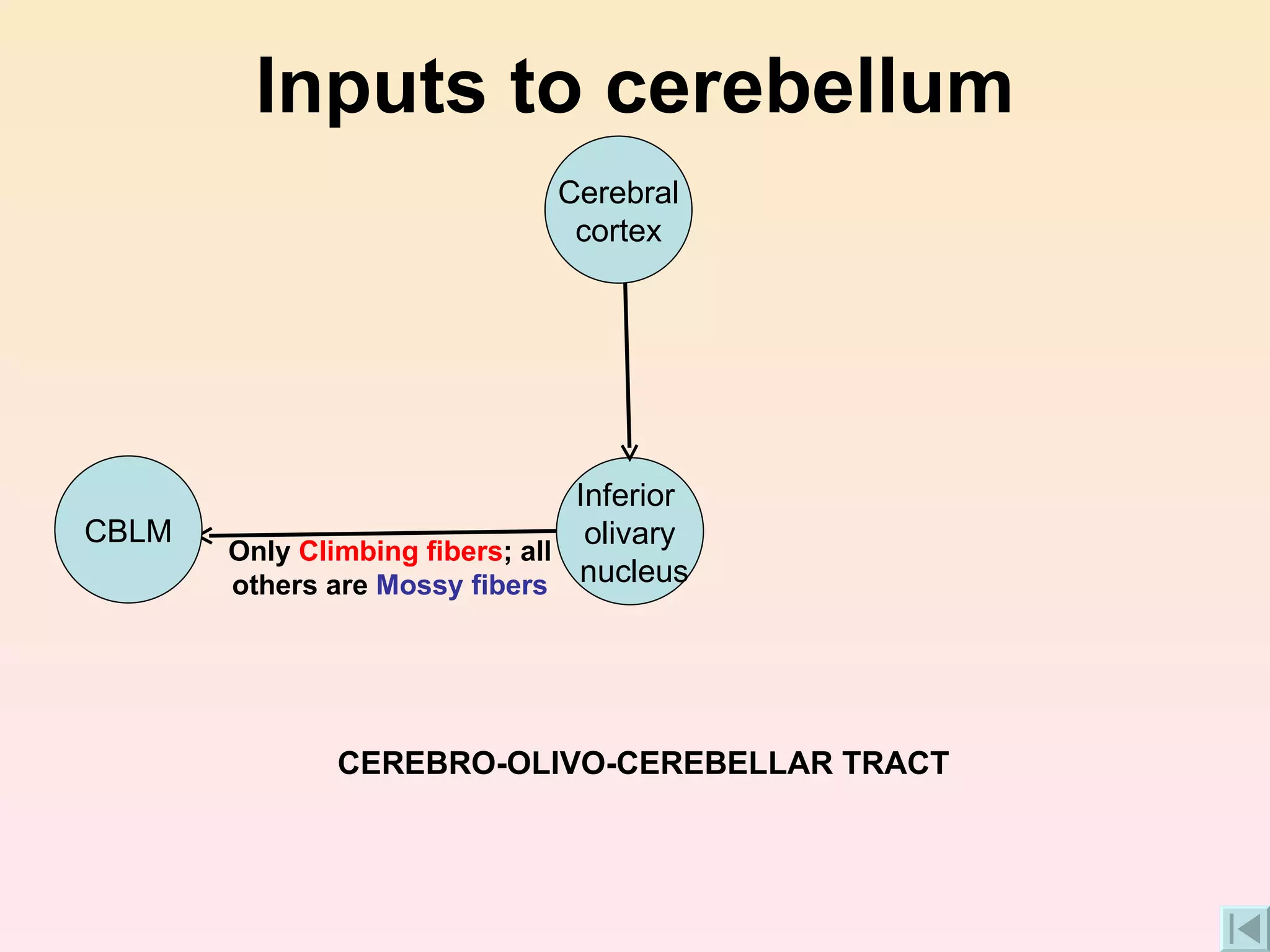Inputs to cerebellum CEREBRO-OLIVO-CEREBELLAR TRACT Only  Climbing fibers ; all others are  Mossy fibers CBLM Inferior  olivary nucleus Cerebral cortex 