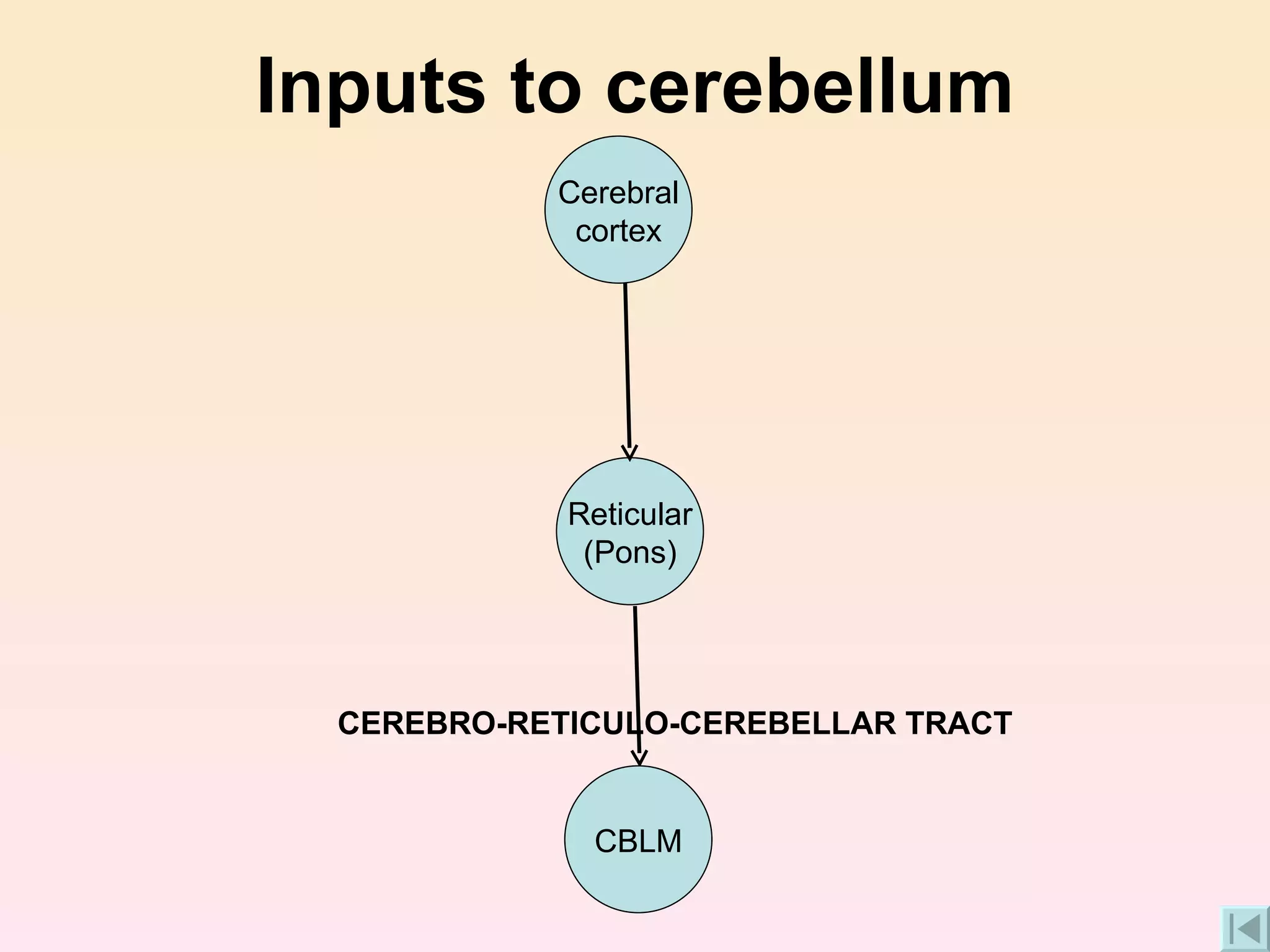 Inputs to cerebellum CEREBRO-RETICULO-CEREBELLAR TRACT CBLM Reticular (Pons) Cerebral cortex 