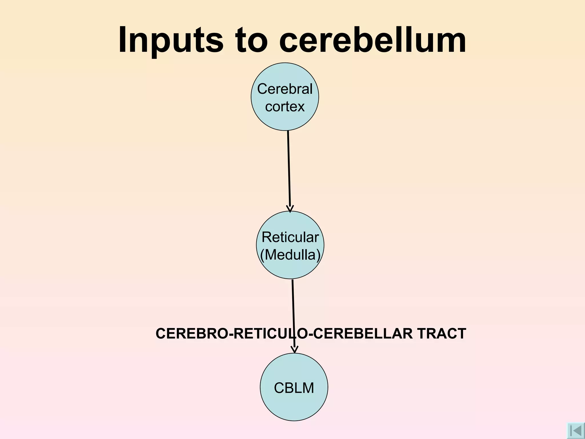 Inputs to cerebellum CEREBRO-RETICULO-CEREBELLAR TRACT CBLM Reticular (Medulla) Cerebral cortex 