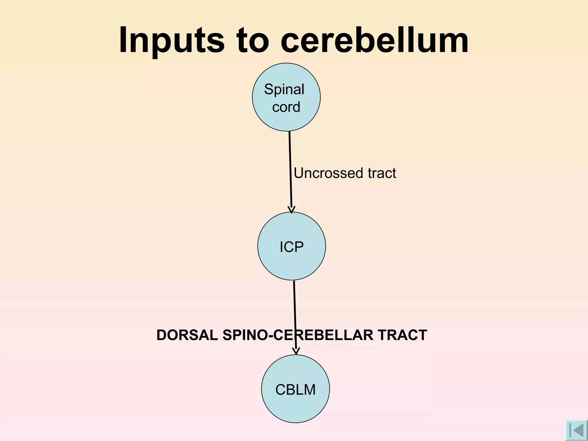 Inputs to cerebellum DORSAL SPINO-CEREBELLAR TRACT Uncrossed tract CBLM ICP Spinal  cord 