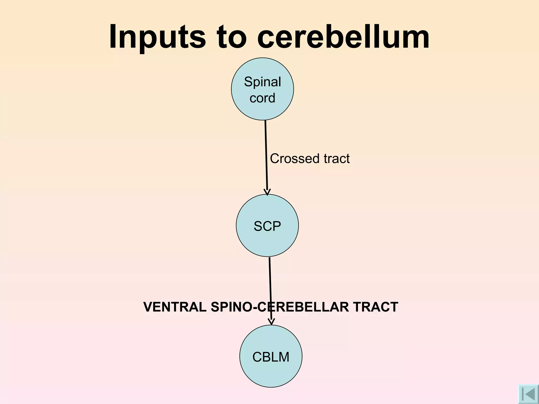 Inputs to cerebellum VENTRAL SPINO-CEREBELLAR TRACT Crossed tract CBLM SCP Spinal cord 
