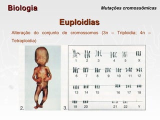 BiologiaBiologia Mutações cromossômicas
EuploidiasEuploidias
Alteração do conjunto de cromossomos (3n – Triploidia; 4n –
Tetraploidia)
 