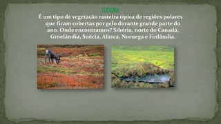 É um tipo de vegetação rasteira típica de regiões polares
que ficam cobertas por gelo durante grande parte do
ano. Onde encontramos? Sibéria, norte do Canadá,
Groelândia, Suécia, Alasca, Noruega e Finlândia.
 