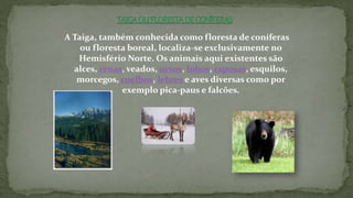 A Taiga, também conhecida como floresta de coníferas
ou floresta boreal, localiza-se exclusivamente no
Hemisfério Norte. Os animais aqui existentes são
alces, renas, veados, ursos, lobos, raposas, esquilos,
morcegos, coelhos, lebres e aves diversas como por
exemplo pica-paus e falcões.
 