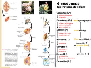 Gimnospermas
(ex: Pinheiro do Paraná)
Esporófito (2n)
Esporângio (2n)
Esporos (n)
Gametófito (n)
Gametas (n)
Zigoto (2n)
Esporófito (2n)
possui uma região
chamada
que é a região onde
ocorre meiose R!
para produzir os
crescem (E!) e se
transformam no
produz os
se unem e
formam o
cresce (E!) e
forma-se novamente o
Microsporângio (2n)
Micrósporo (n)
Microgametófito (n)
(gametófito O
ou grão de pólen)
gametas O (n)
 