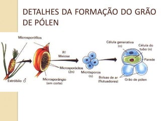 DETALHES DA FORMAÇÃO DO GRÃO
DE PÓLEN
 