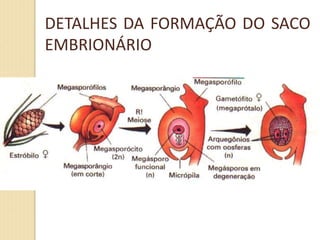 DETALHES DA FORMAÇÃO DO SACO
EMBRIONÁRIO
 