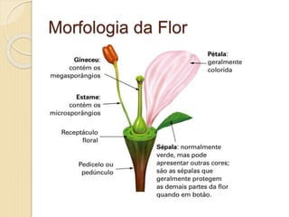 Morfologia da Flor
 