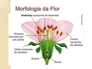 Morfologia da Flor
 