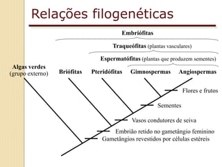 Relações filogenéticas
Algas verdes
(grupo externo) Briófitas Pteridófitas Gimnospermas Angiospermas
Gametângios revestidos por células estéreis
Embrião retido no gametângio feminino
Vasos condutores de seiva
Sementes
Flores e frutos
Espermatófitas (plantas que produzem sementes)
Traqueófitas (plantas vasculares)
Embriófitas
 