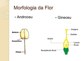  Androceu
Morfologia da Flor
 Gineceu
 