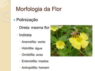  Polinização
◦ Direta: mesma flor
◦ Indireta
 Anemófila: vento
 Hidrófila: água
 Ornitófila: aves
 Entomófila: insetos
 Antropófila: homem
Morfologia da Flor
 